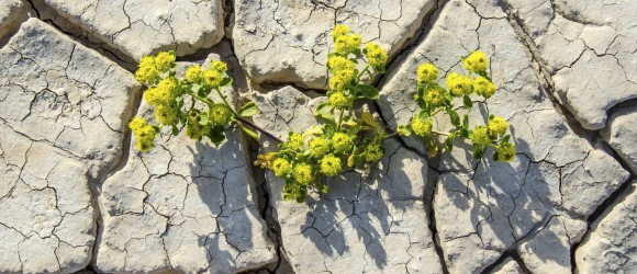 drought, dessert, wildflowers